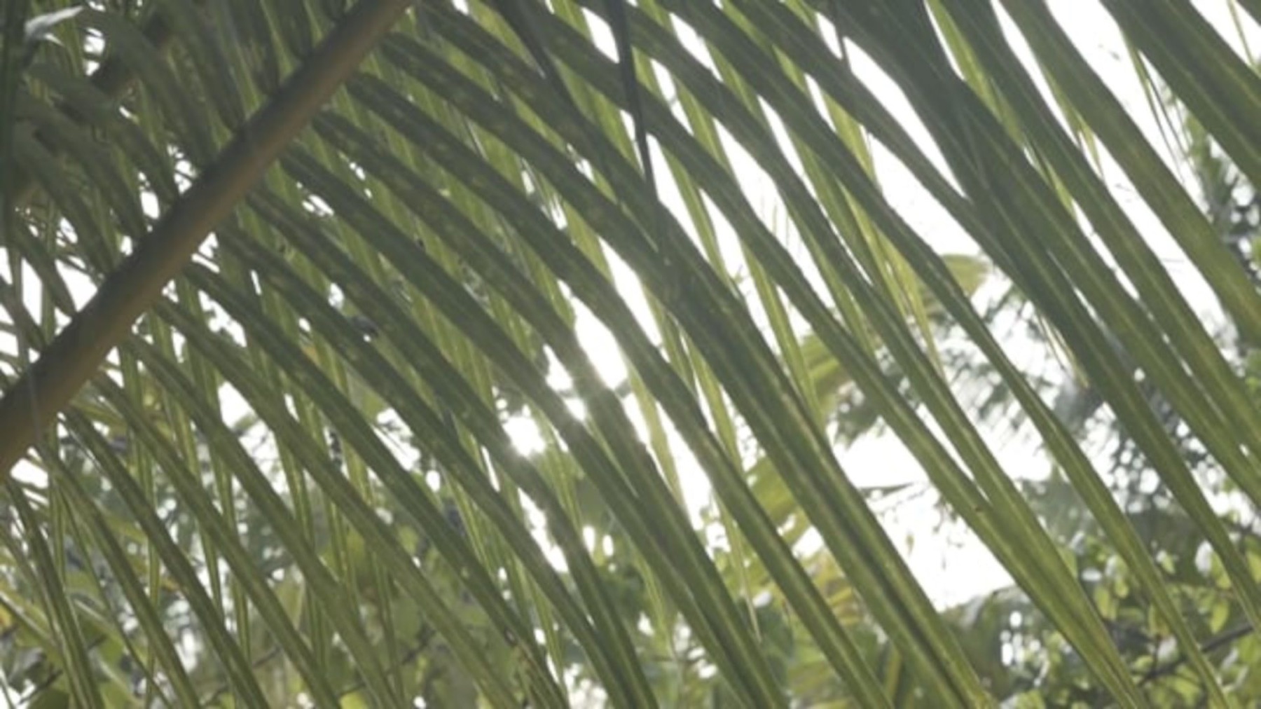 como-cocoa-island — gallery-1