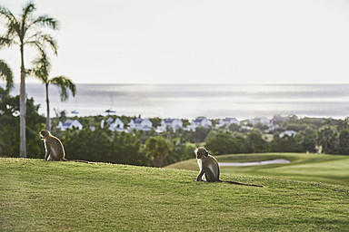 Four Seasons Resort Nevis