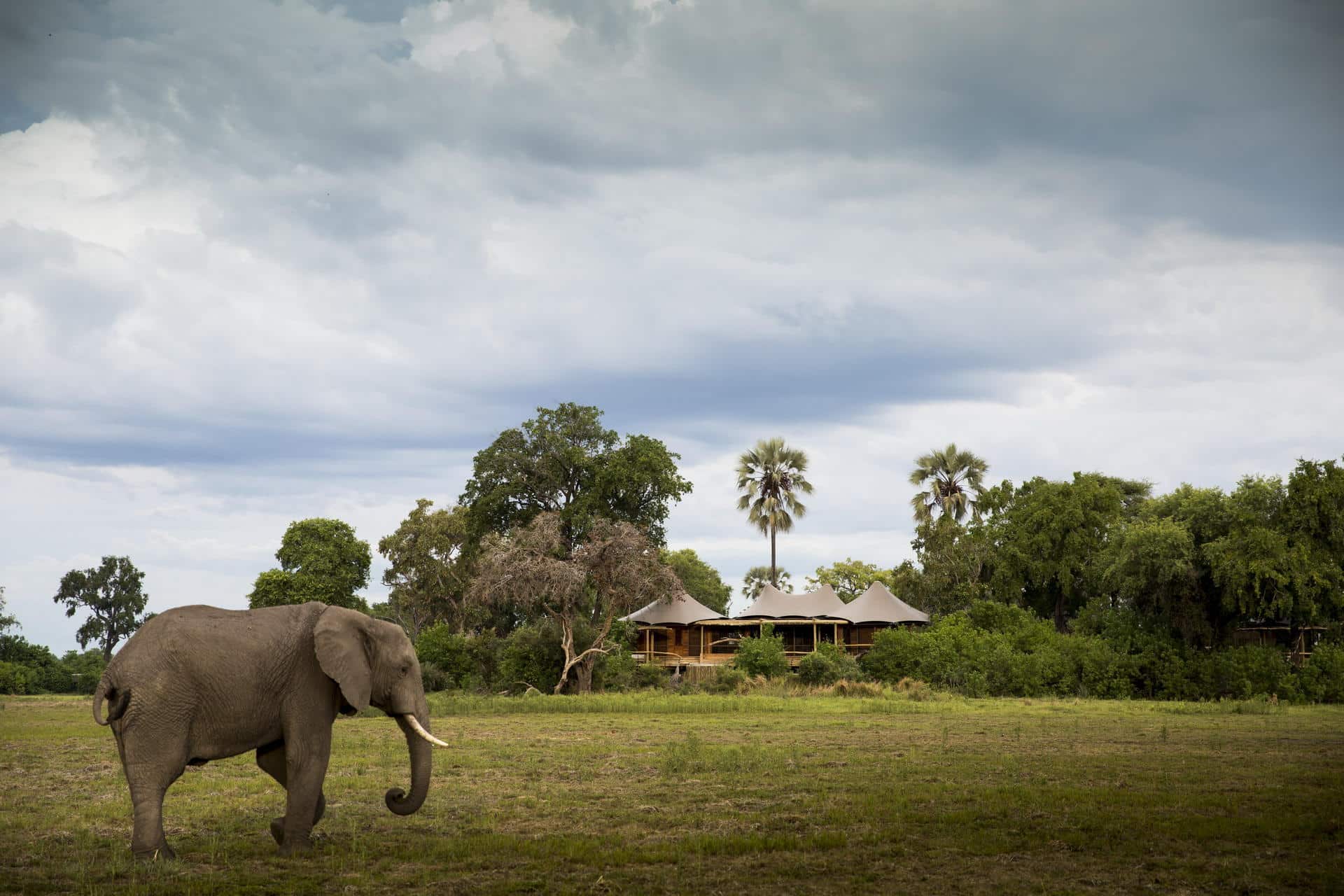 mombo-camp-wilderness-safaris — gallery-1