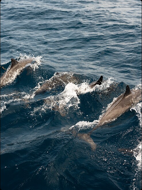 patina-maldives-fari-islands — gallery-5